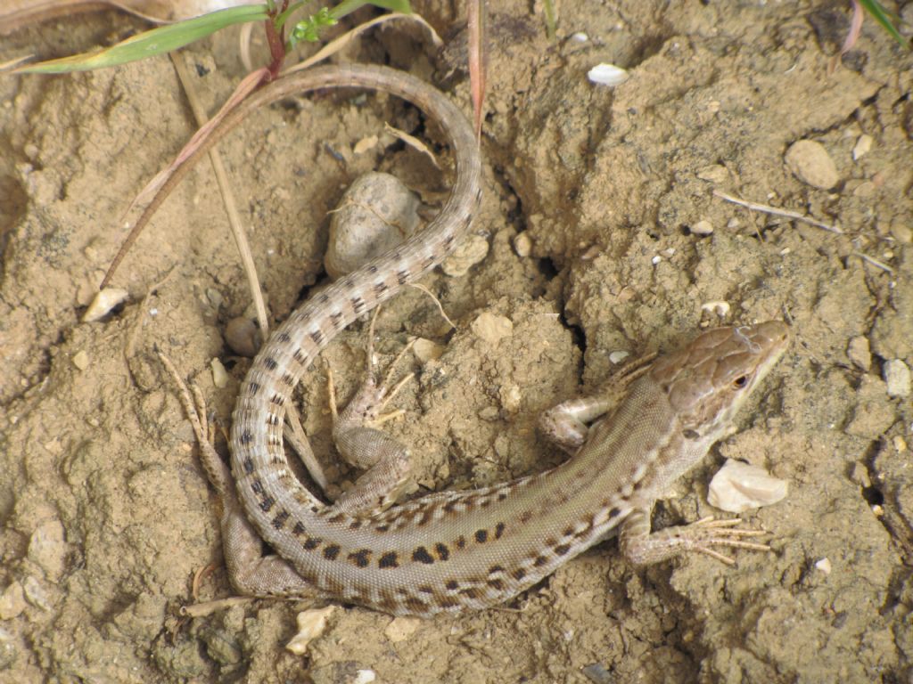 ID Lucertole: Podarcis siculus, maschio e femmina